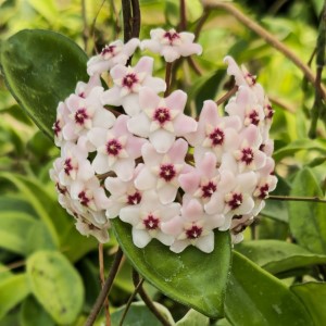 Common Hoya, Porcelain Flower, Wax Flower, Hoya carnosa